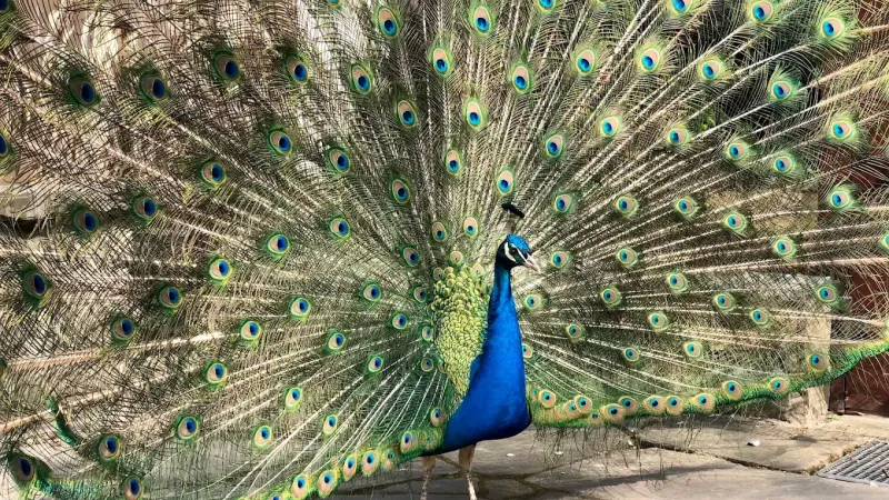 Śląski Ogród Zoologiczny